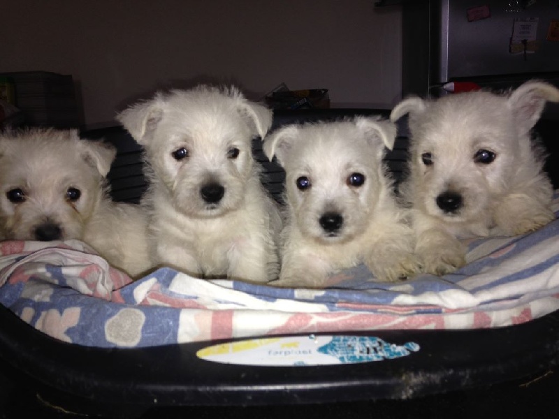 du Rocher Des Louves - Chiot disponible  - West Highland White Terrier